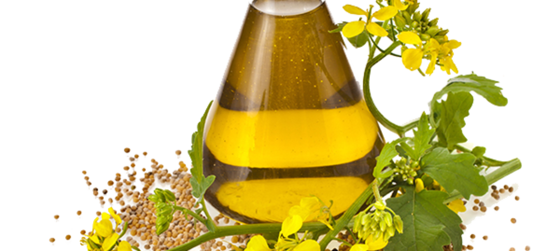 type of seed oils