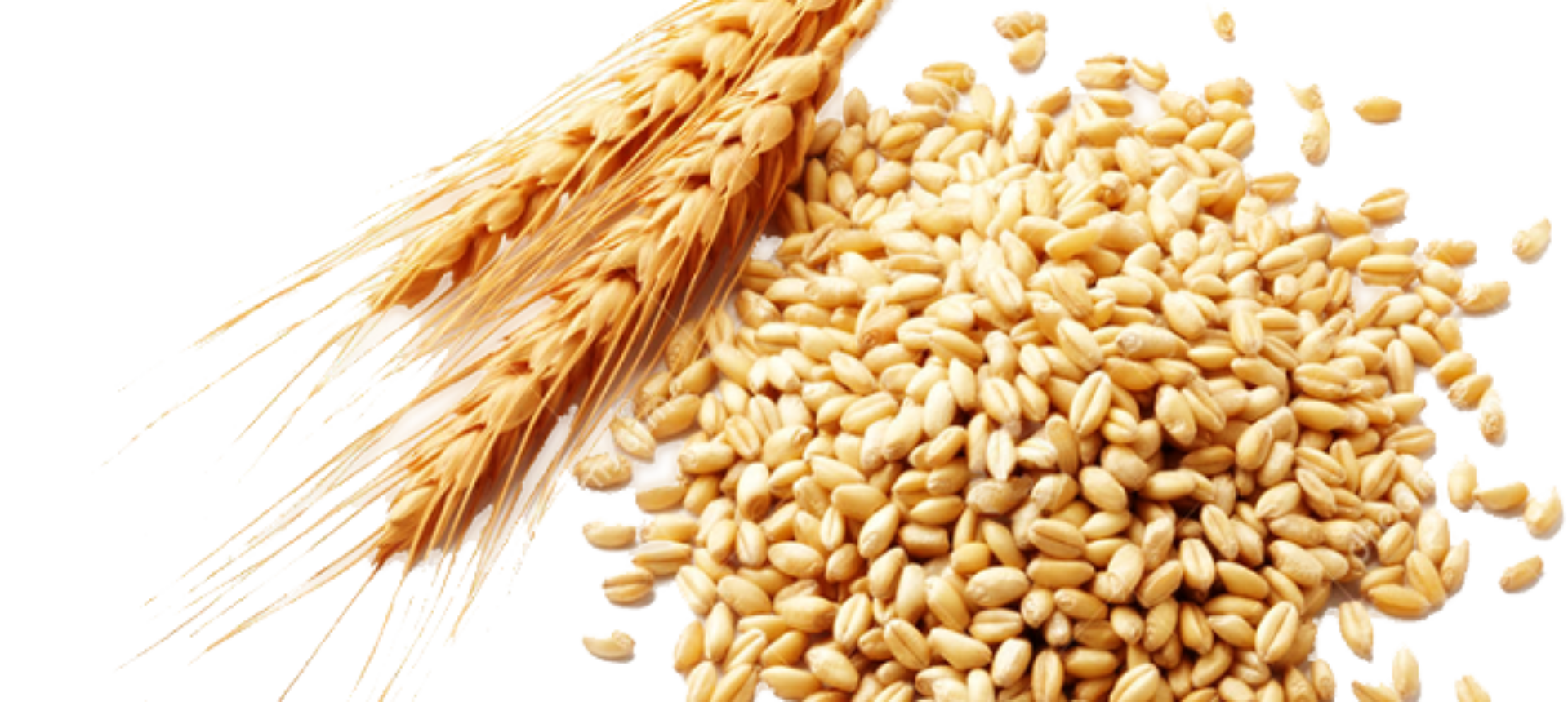 type of  Wheat