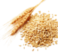 type of  Wheat