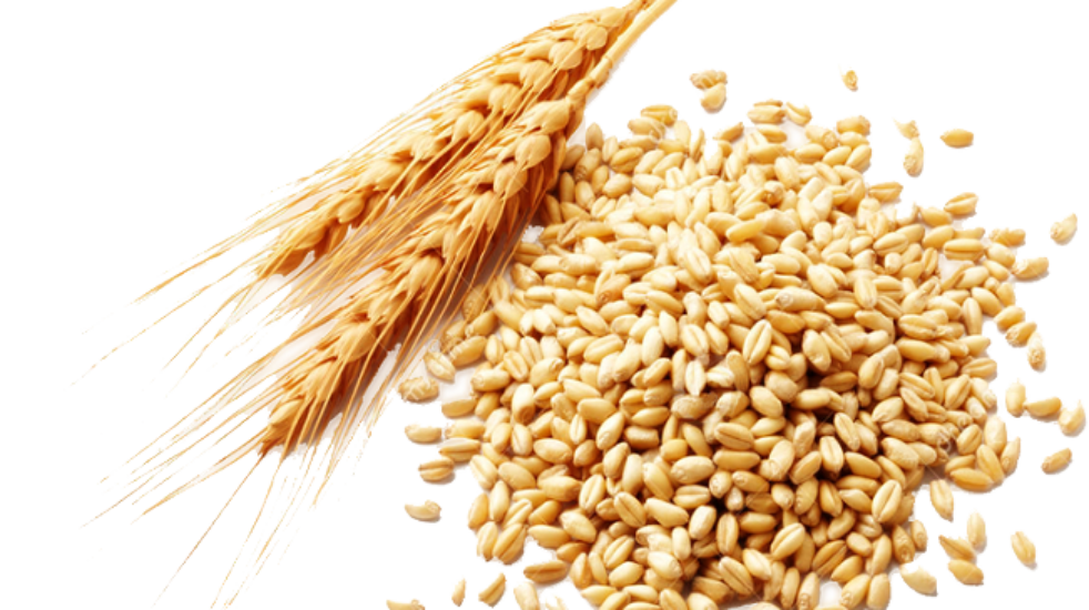 type of  Wheat